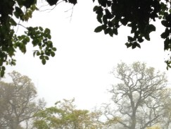 Note the oak tree on the right - solitary and tall - much more convenient that our own