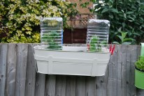 Stylish cloches for the tumbling tomato plants
