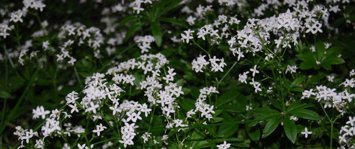 Sweet woodruff - we planted it underneath our swing to have it handy for the May punch season. In addition it looks pretty and loves the shade.