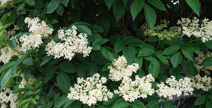 Elderflowers in flower