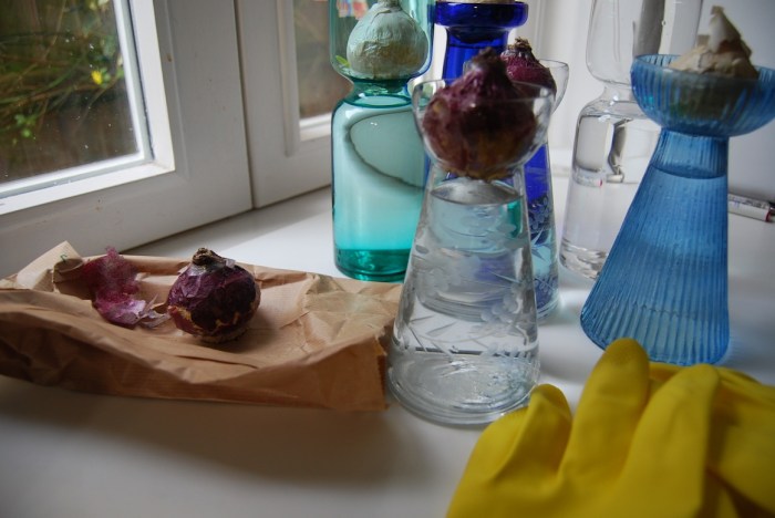 Forcing hyacinth bulbs 1