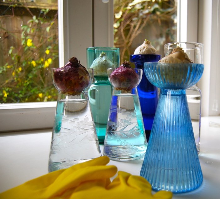 Forcing hyacinth bulbs 2
