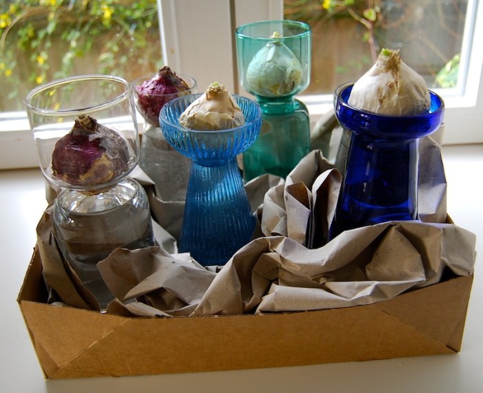 Forcing hyacinth bulbs 3