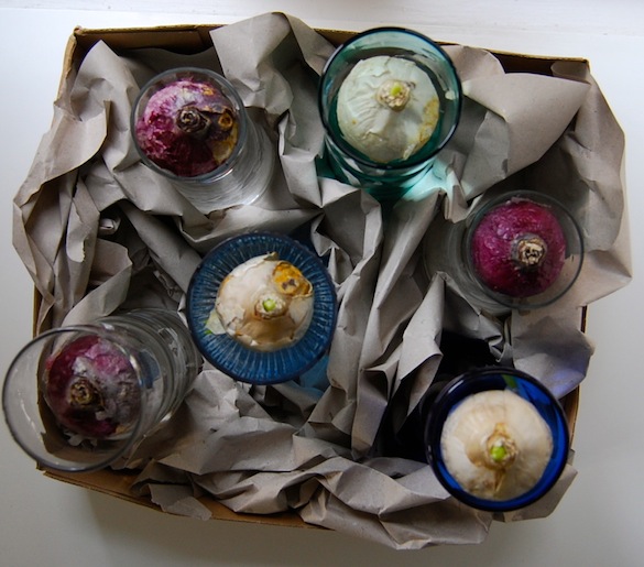 Forcing hyacinth bulbs 4